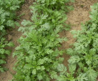 쑥갓의 효능 부작용 고르는법 칼로리 꽃