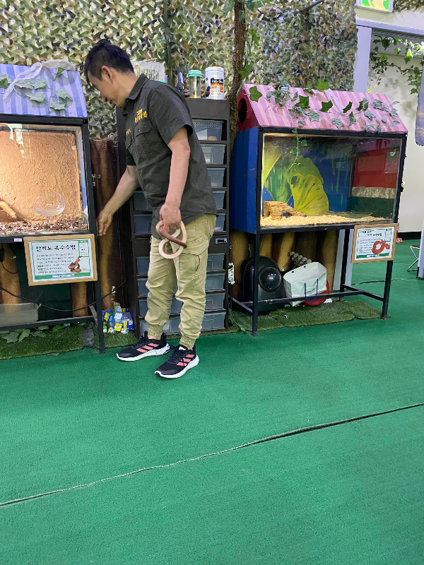 하이원 추추파크 정글대탐험 뱀 체험