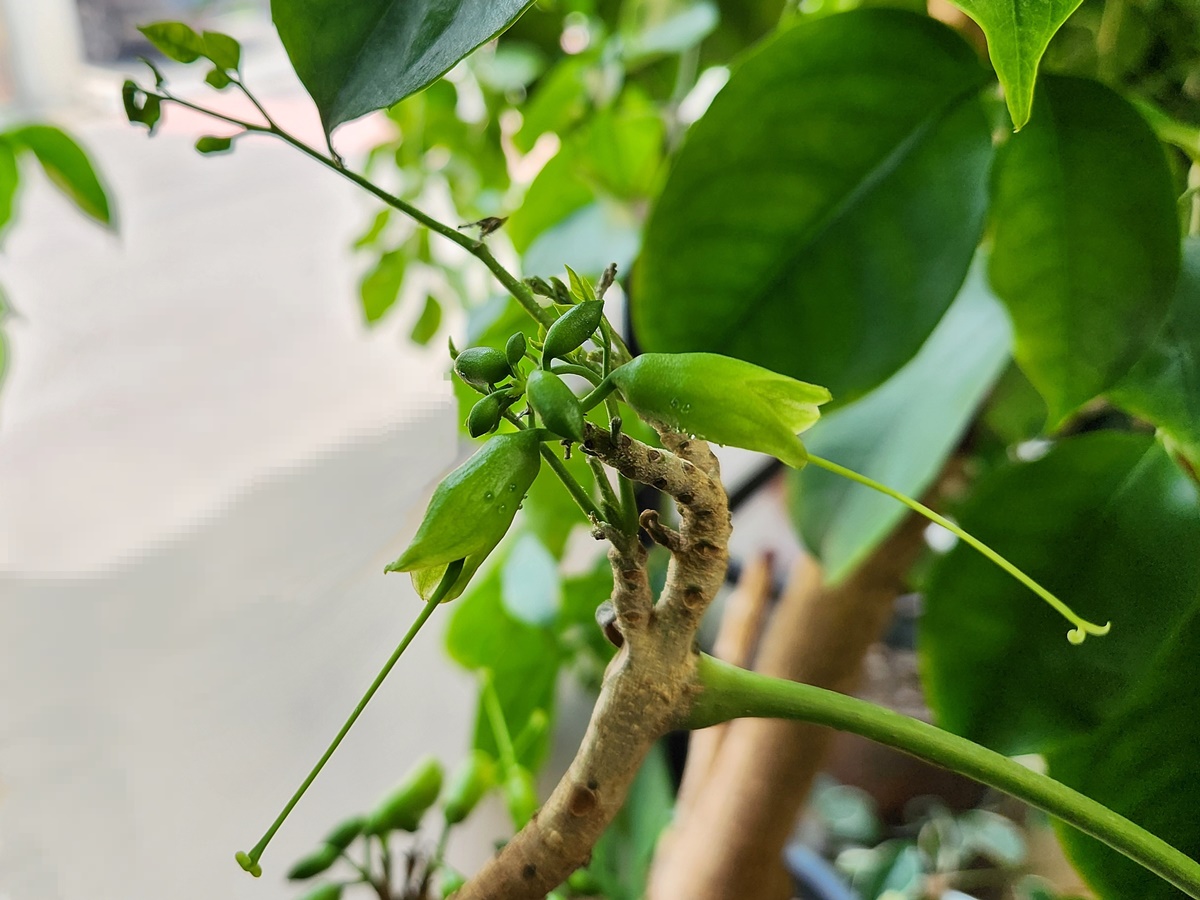 녹보수(녹색보석나무) Emerald Tree