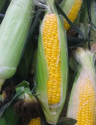 옥수수