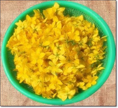 세인트존스워트 꽃