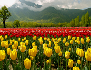 태안 안면도 튤립축제 개화상황