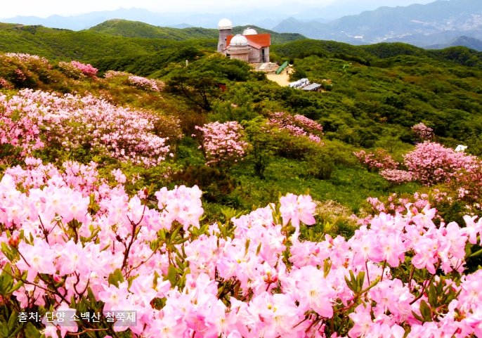 소백산 철쭉축제