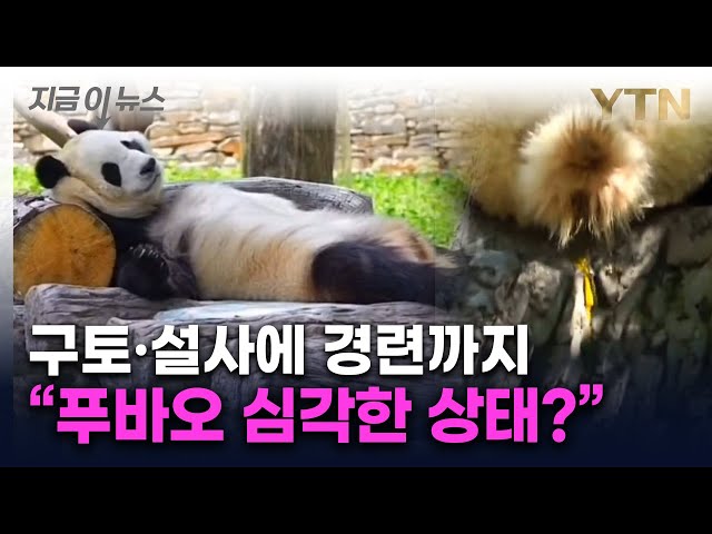 푸바오 건강이상설