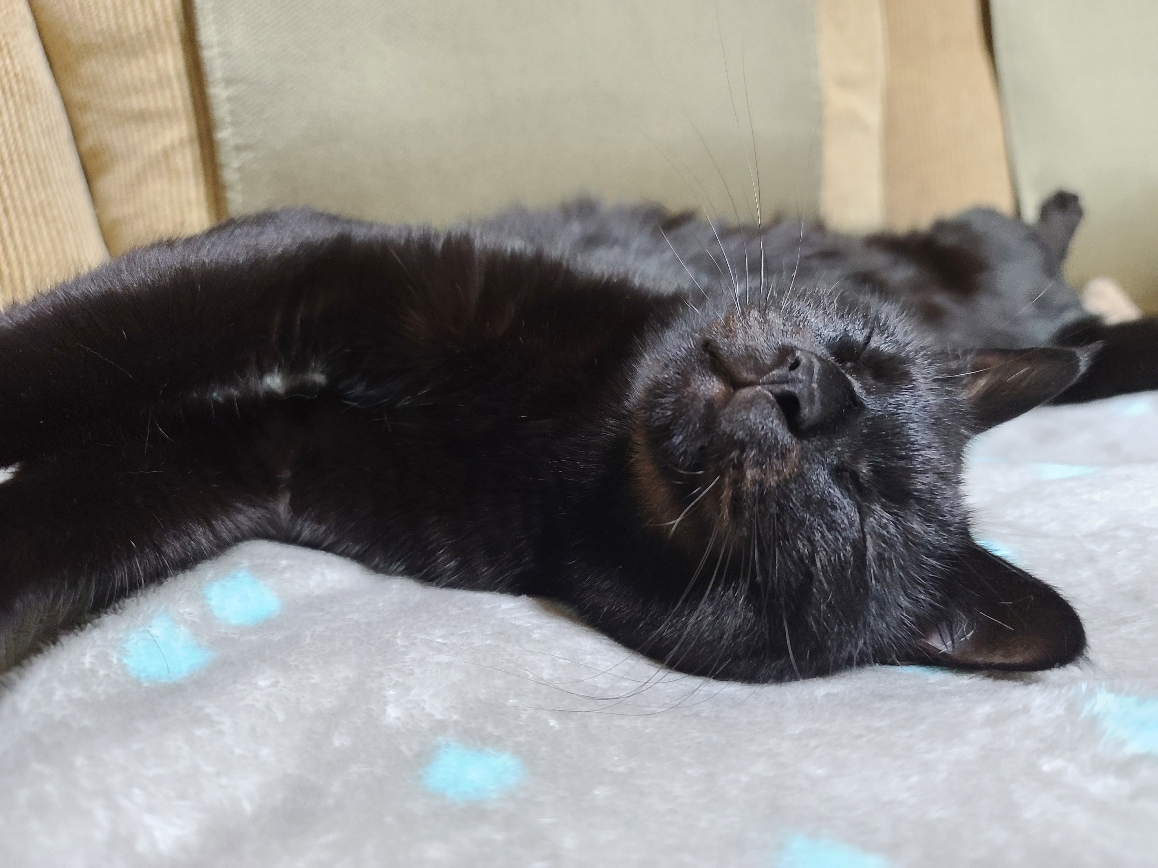 졸리지만 안자려고 노력하는 멋쟁이 고양이 건 ㅋ