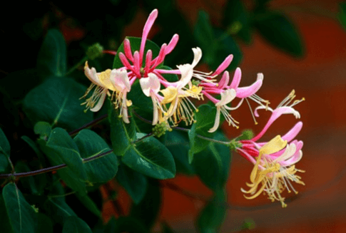 나무에 인동초 꽃들이 10송이 피었다. 나비처럼 활짝 핀 예쁜 꽃이며 하얀색, 연노란색, 진분홍색을 가졌다.