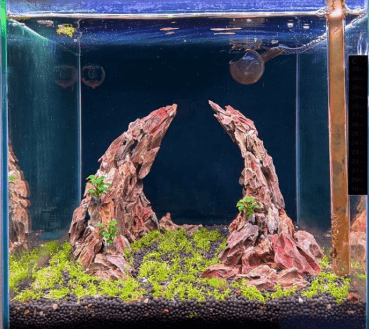 구피를 잘 키우기 위한 최적의 사육환경