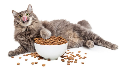 고양이 식욕 왕성한 이미지.