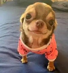  반려동물 등록번호