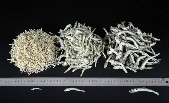 멸치 크기 별 사진