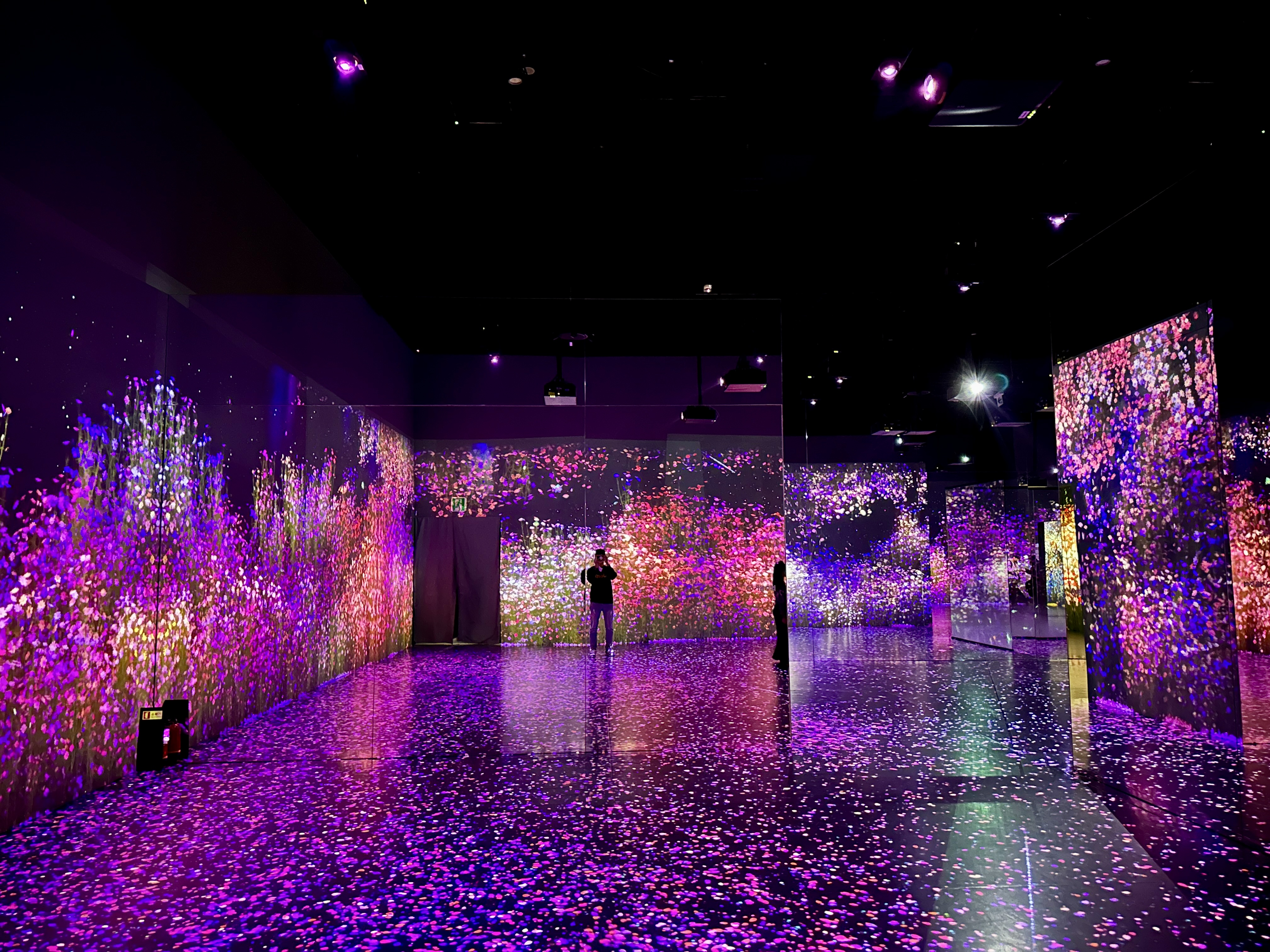 강릉 아르떼 뮤지엄 플라워