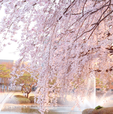 대전&middot;중부권 벚꽃 명소