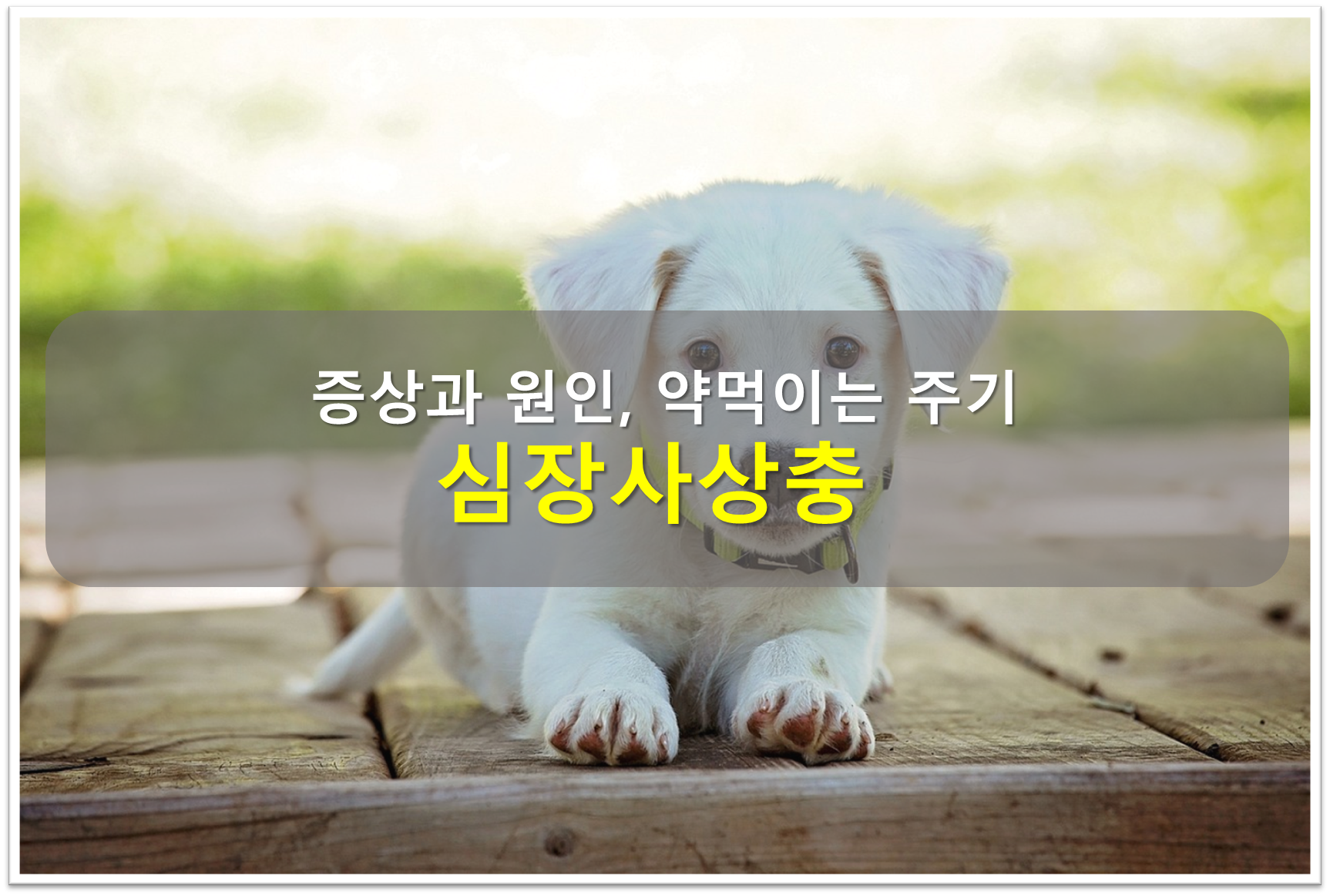 심장사상충