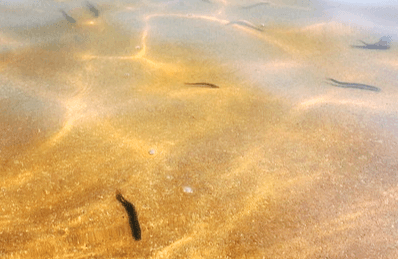 연못 속에서 검정색의 작은 미꾸라지들이 여러 마리 헤엄치고 있다.