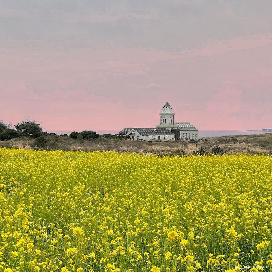 제주 유채꽃 명소