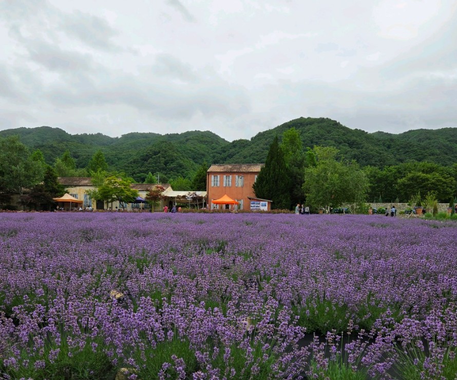 오늘N 대한민국보물정원 라벤더정원 썸네일