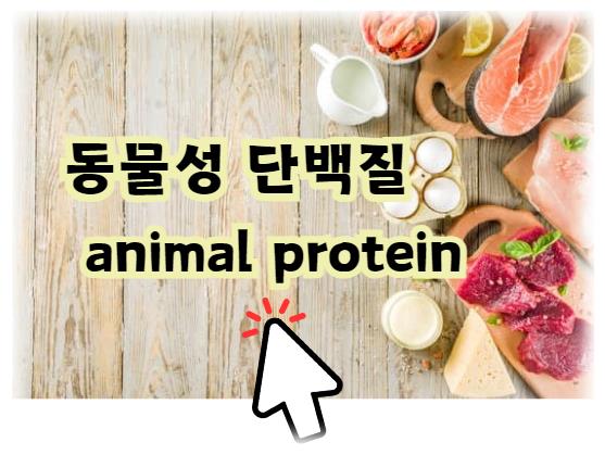 동물성 단백질 알아보기