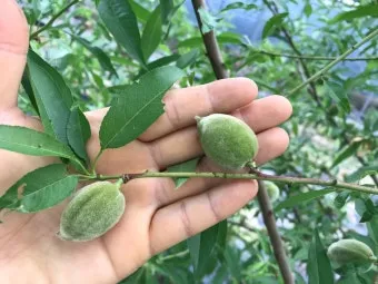 아몬드 재배 개화기 저온 대책 수분수 관리_14
