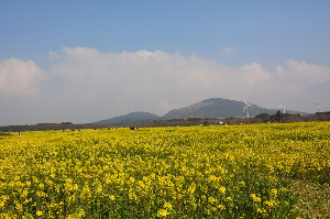 제주렌트카 비교사이트 최저가