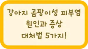 강아지 곰팡이성 피부염