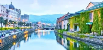 북해도 후라노 라벤더 축제 시즌 개화 시기 이벤트 일정 대표 명소 여행 완벽 가이드_4