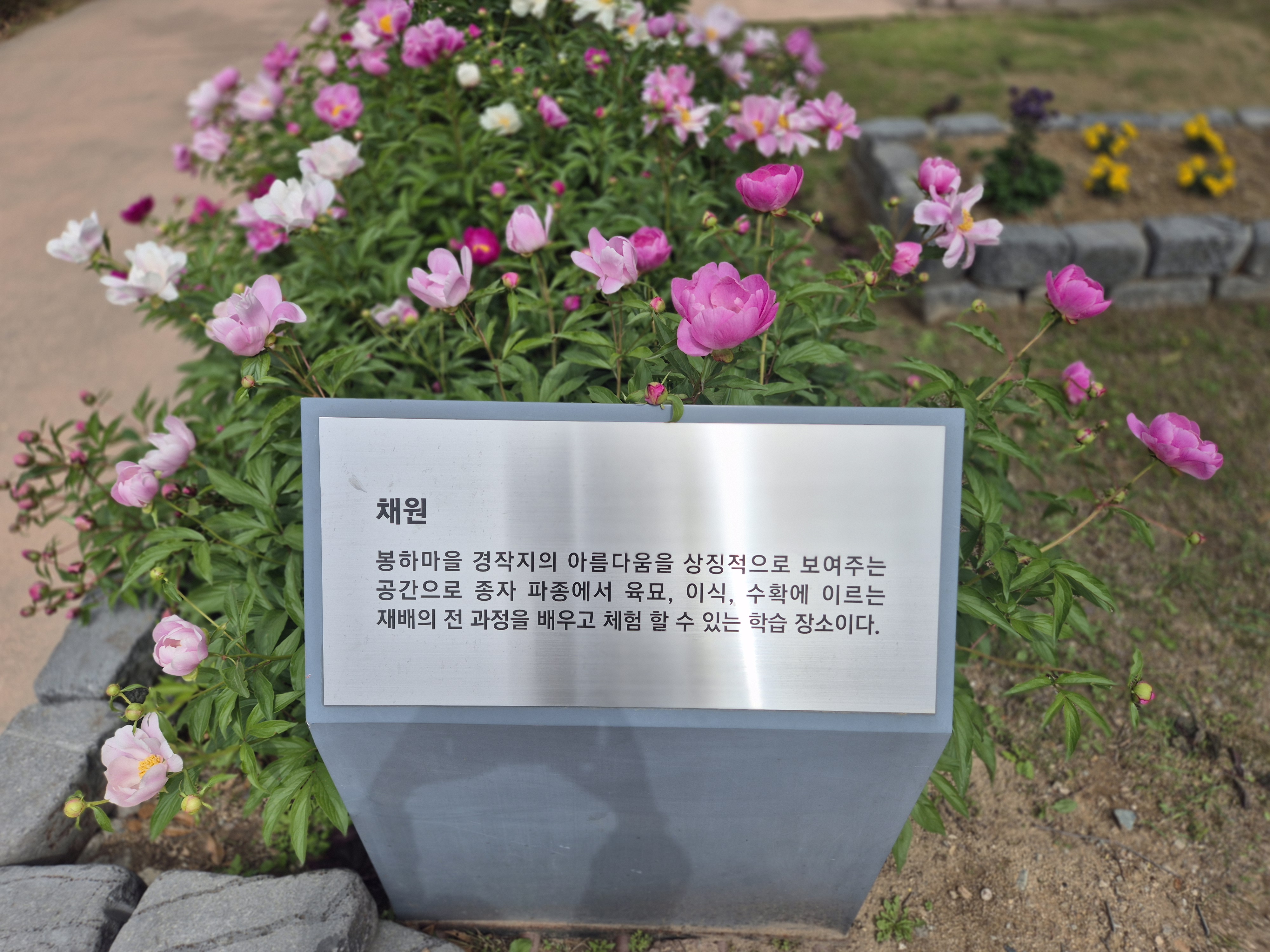 김해 봉하마을 채원