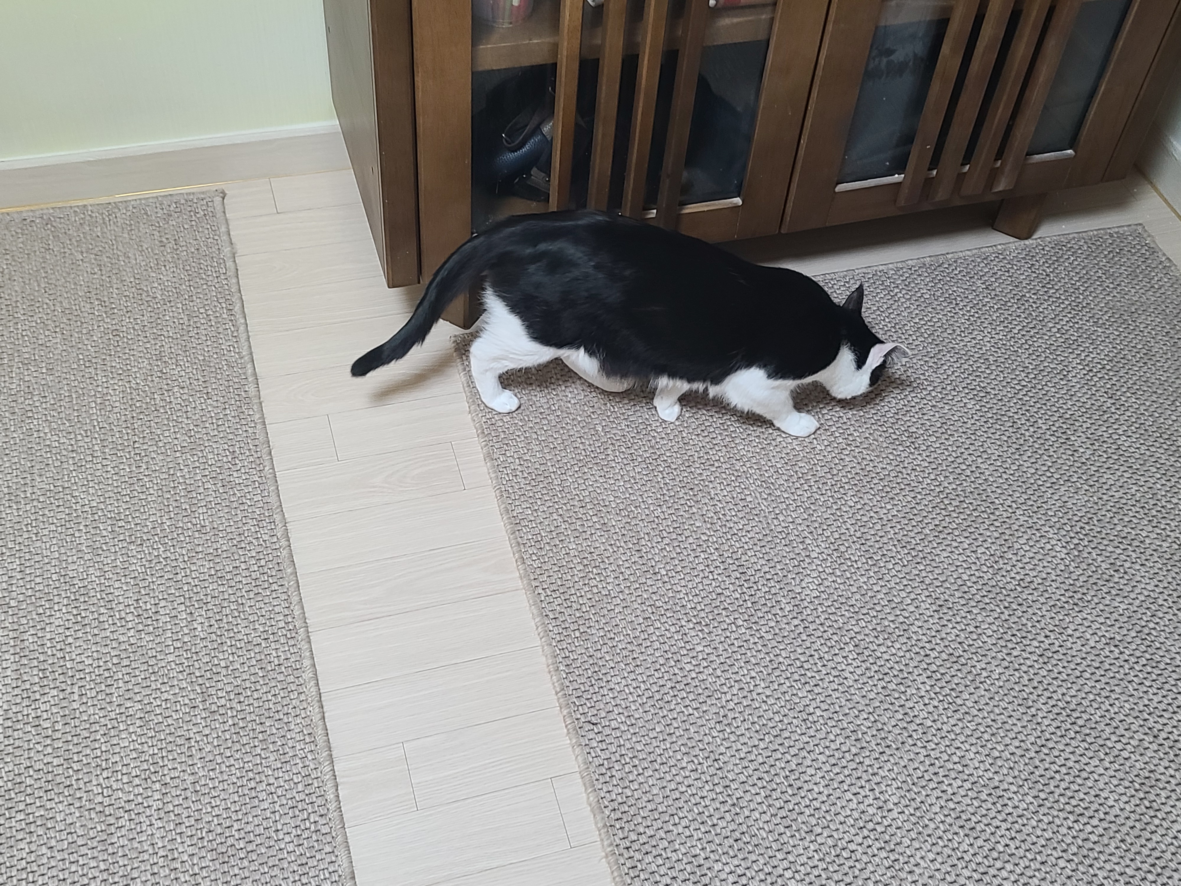 다시 다가온 아홉냥이들 화장실 모래 전체갈이!(feat.써유믹스,바우젠)