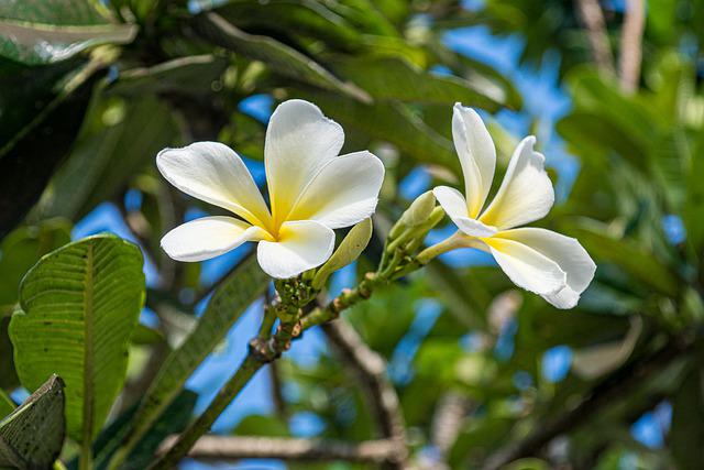 사이판 여행 코로나 서류 준비
