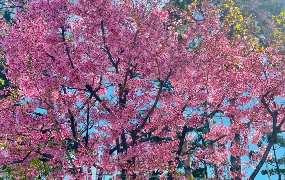 여의도벚꽃축제