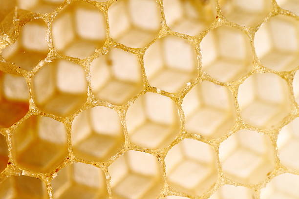 프로폴리스 부작용 및 섭취 시 주의할 점