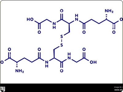 글루타치온 많이든 음식