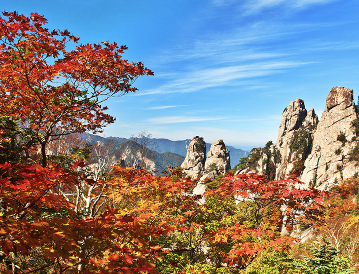 설악산 단풍 절정 시기 시즌 2024, 단풍빵도 꼭 먹고 오세요! (+ 명소 코스 추천)