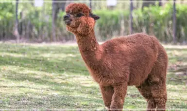 서울대공원-동물원-입장료-가격-할인-이용시간