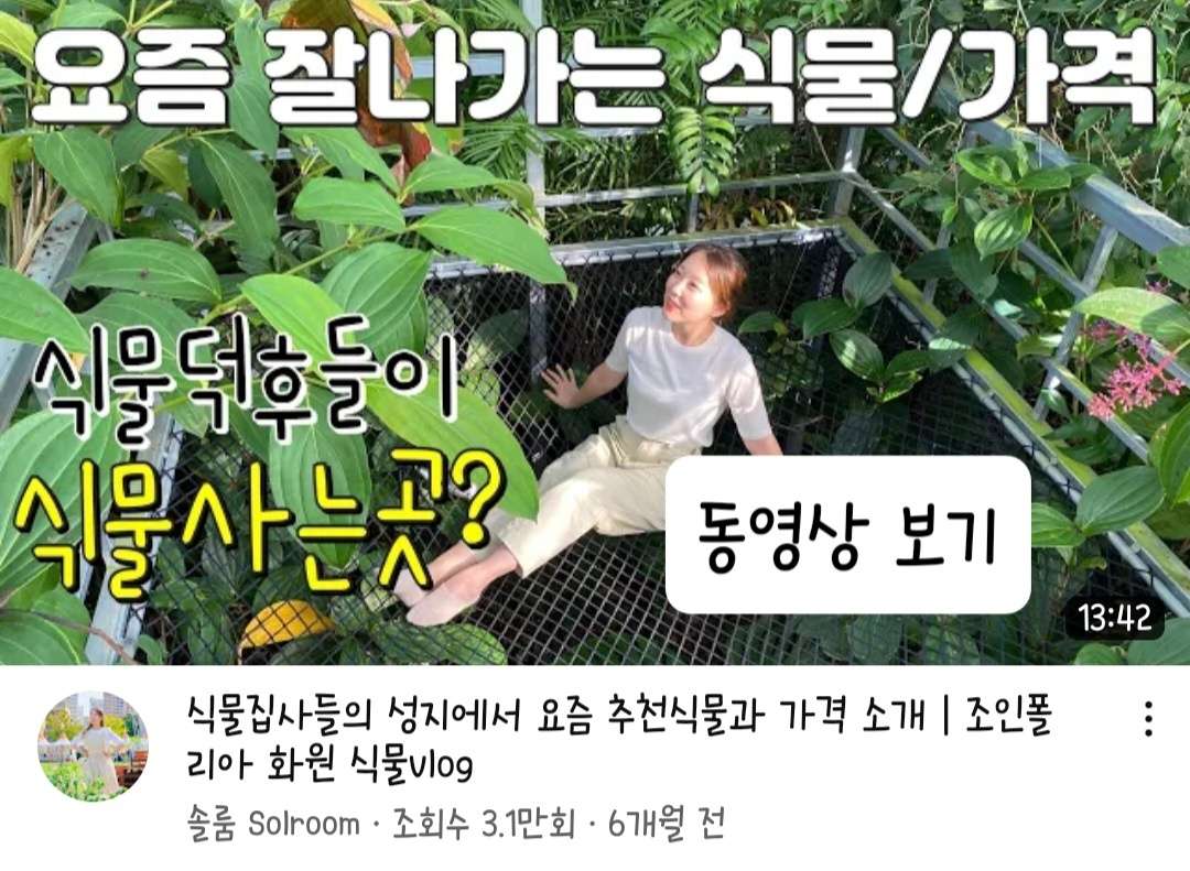 나혼자산다 식물원 조인폴리아 율마