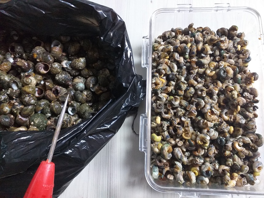 바다고동삶는법