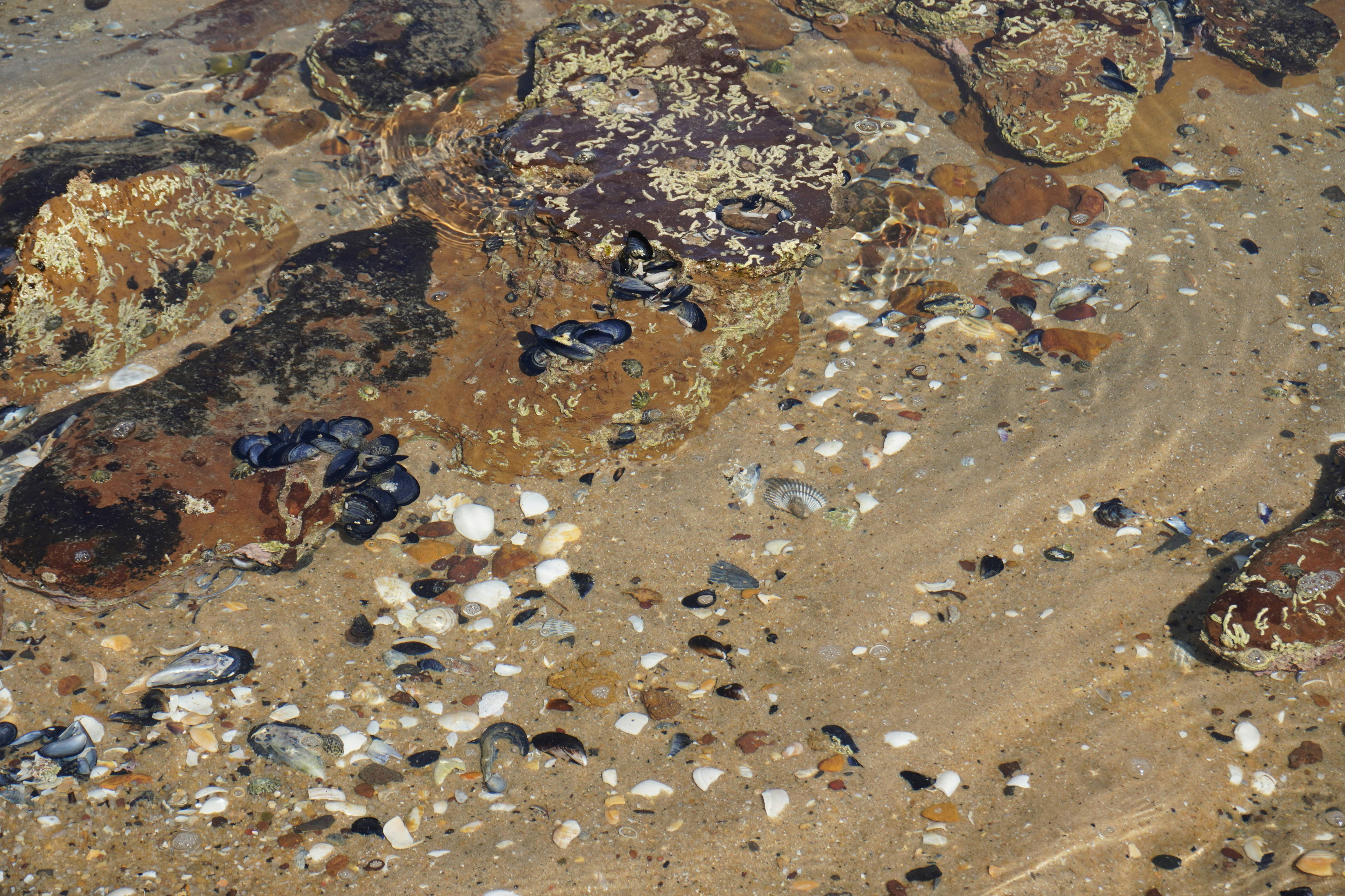 홍합 바다 이미지