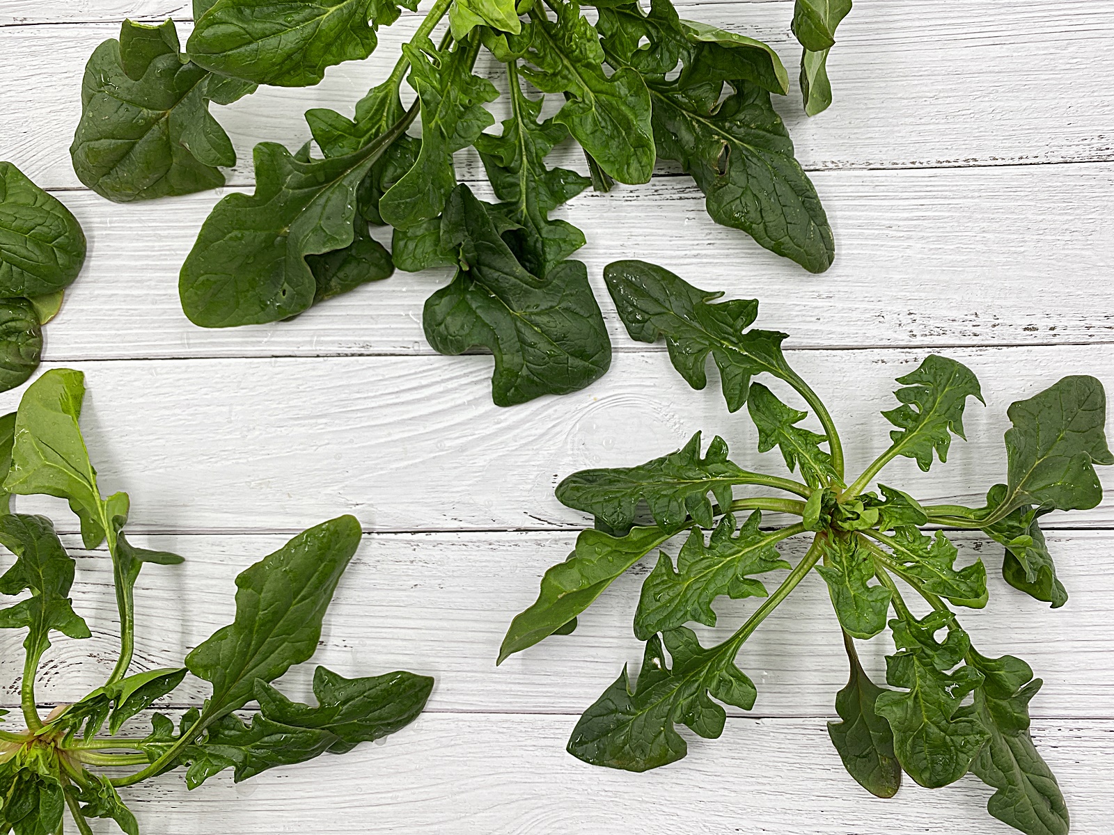 펼쳐진 남해 시금치