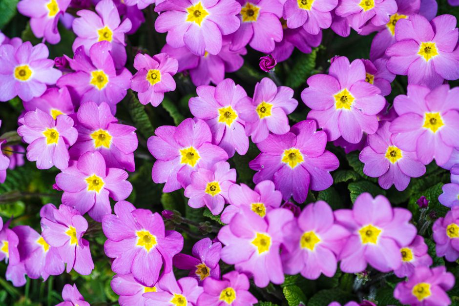 Beautiful close-up of vibrant pink primrose flowers in full bloom highlighting nature's vivid beauty.