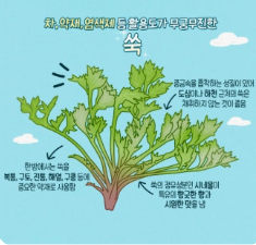 쑥