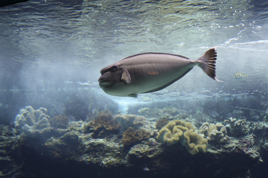 오키나와 츄라우미 수족관 해양생물들