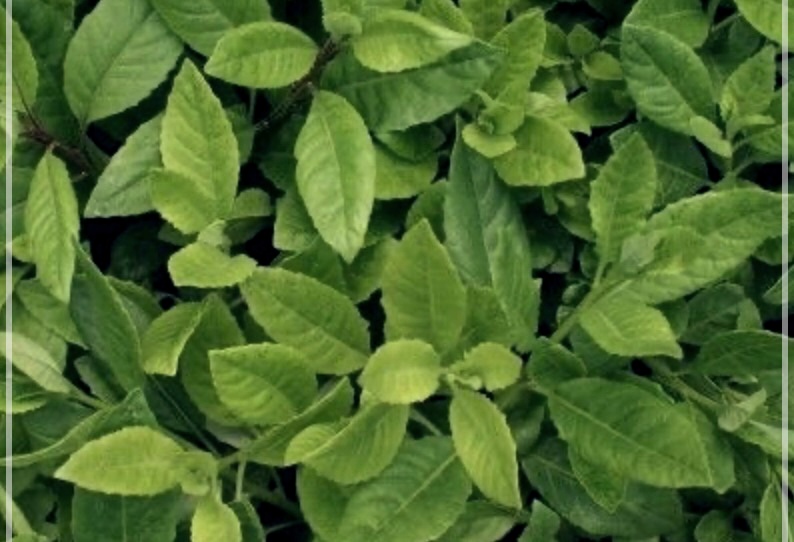 명월초의 효능이 궁금하시면?