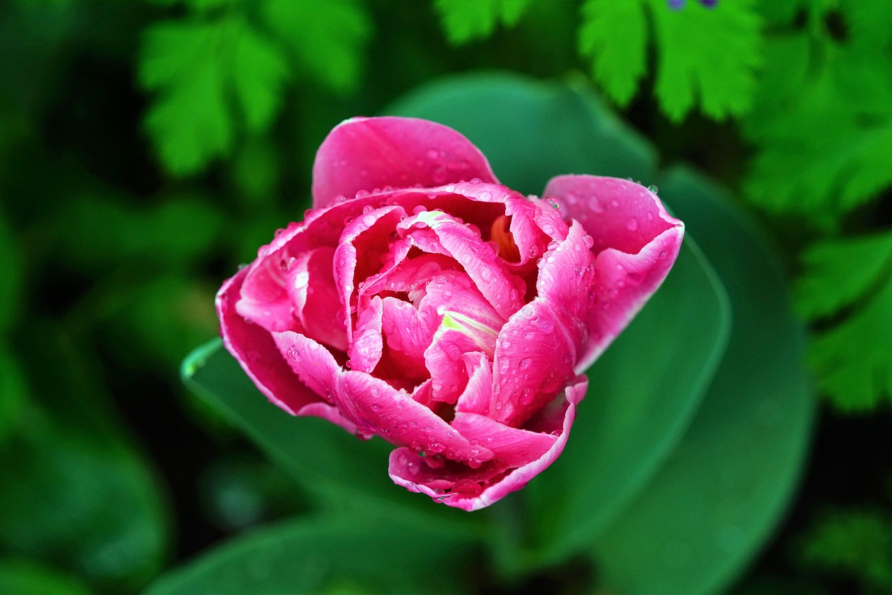 충북 벚꽃 명소 베스트10 벚꽃축제 여행 꿀팁 정리