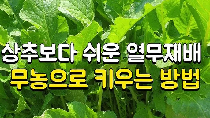 열무 재배 빠른 파종 잔털 제거 혼식 요령_6