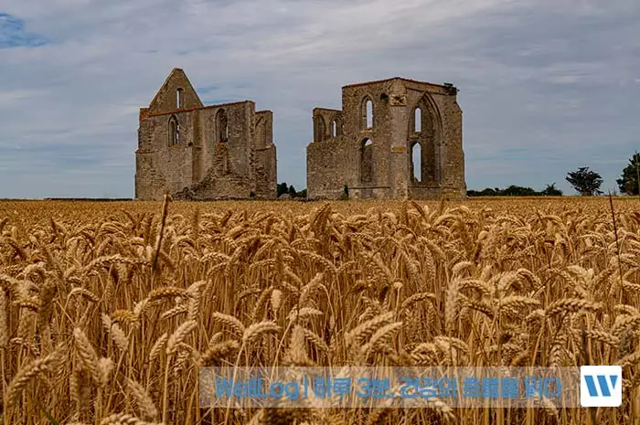 파로 카무트 차이