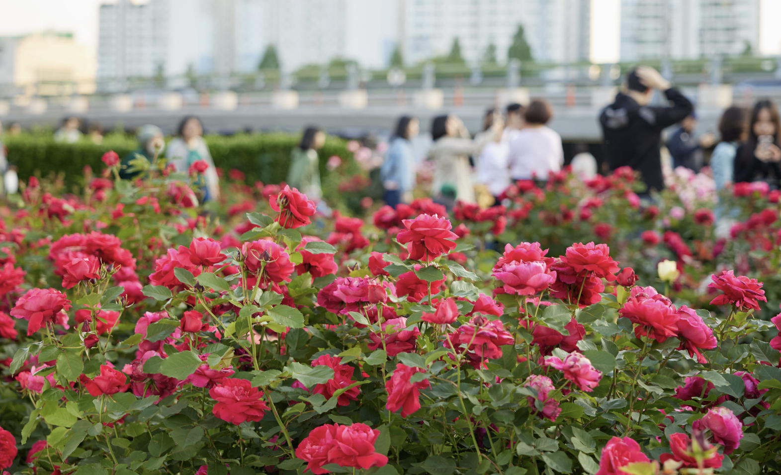 서울 중랑구 장미축제 포토존