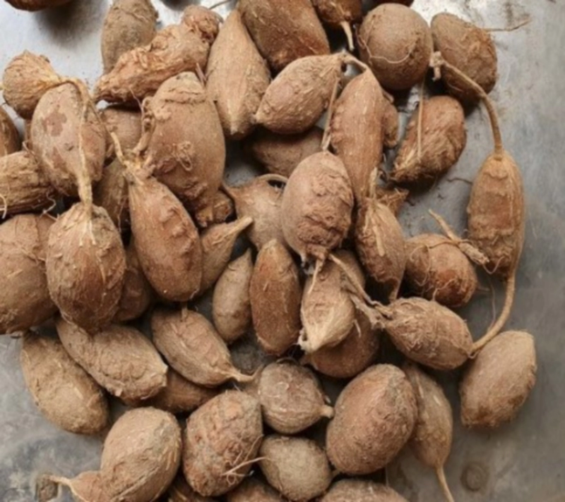 아피오스 파종시기