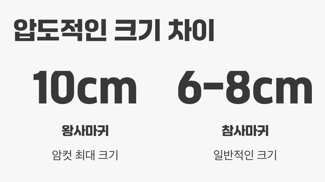 압도적인 크기, 이름값 하는 체격