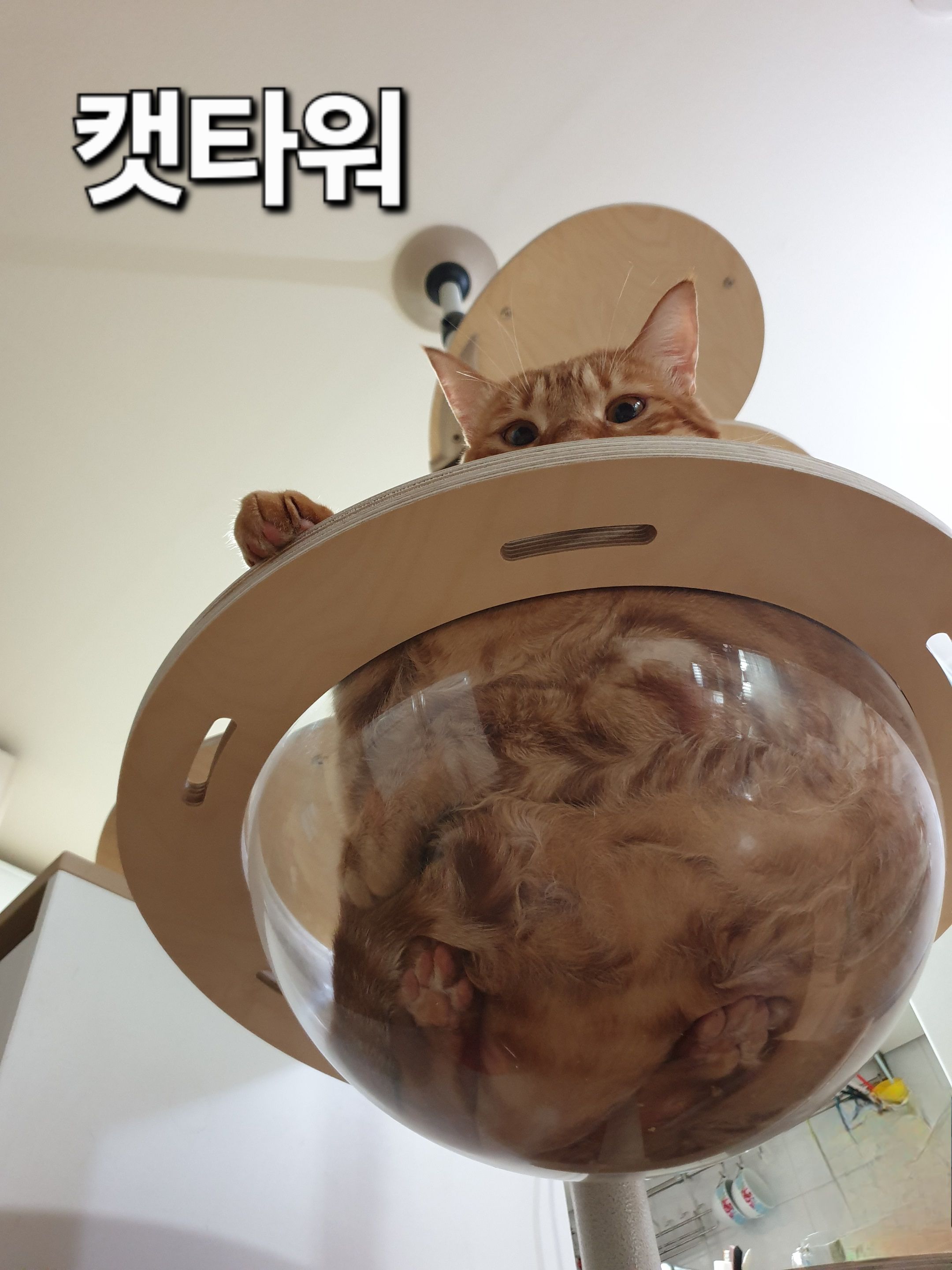 캣타워2