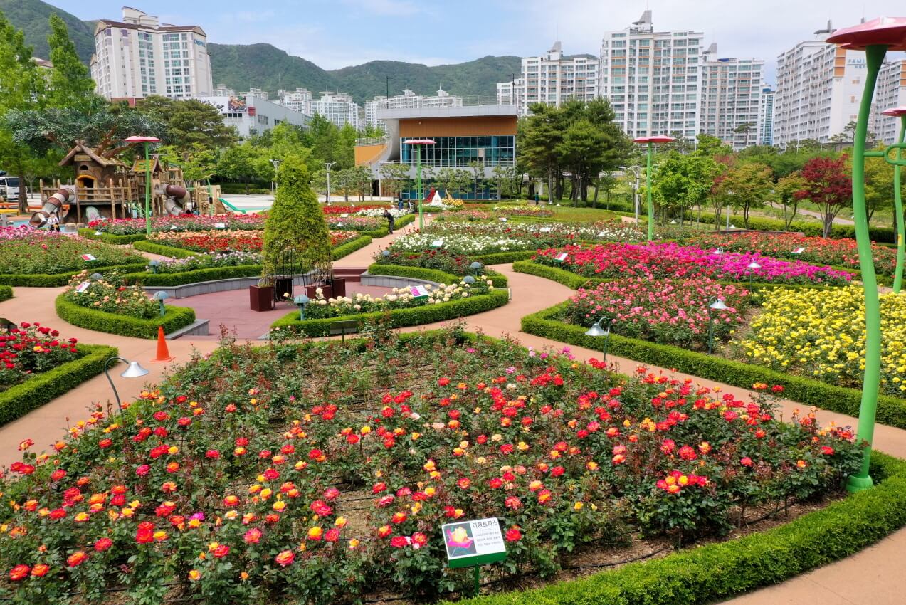 정관신도시 장미공원