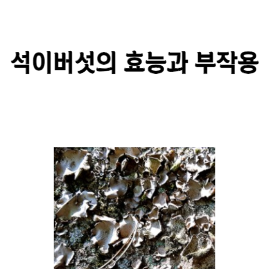 석이버섯의 효능과 부작용